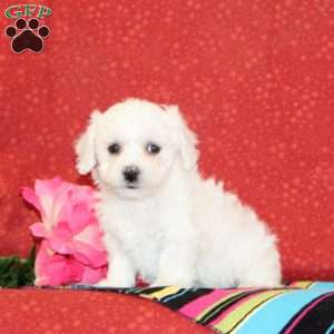 Iris, Bichon Frise Puppy